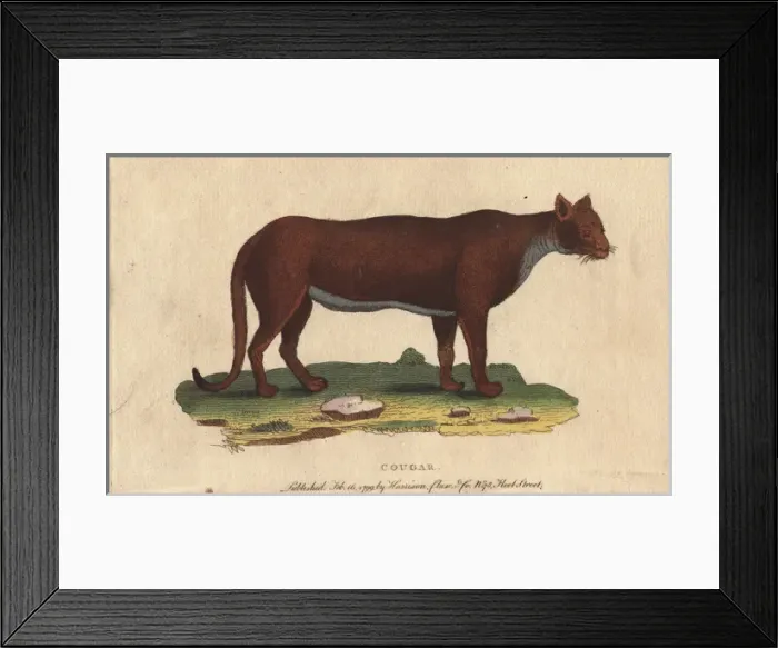 Framed Print : Cougar, puma, panther or mountain lion, Puma concolor Framed Print : Cougar, puma, panther or mountain lion, Puma concolor