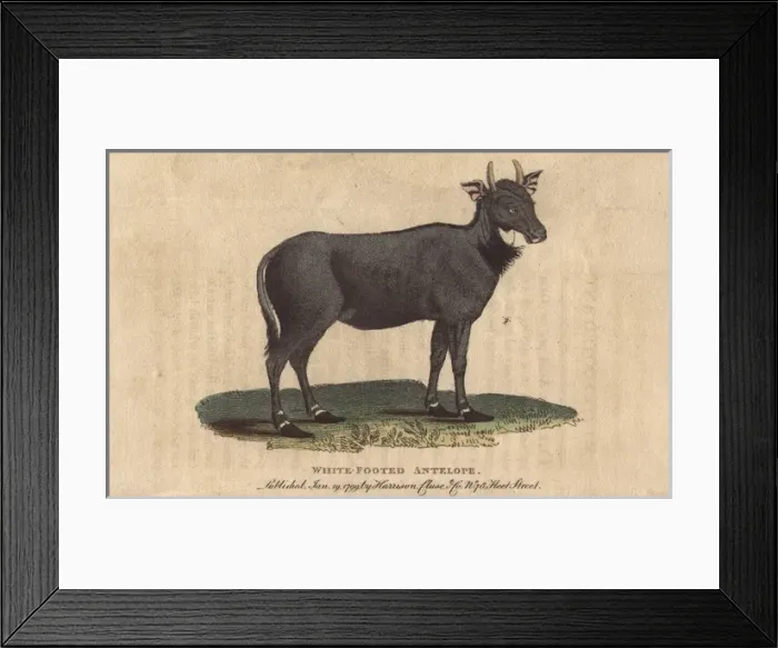 Framed Print : White footed antelope, Nylghau or Nilgai, Boselaphus Framed Print : White footed antelope, Nylghau or Nilgai, Boselaphus