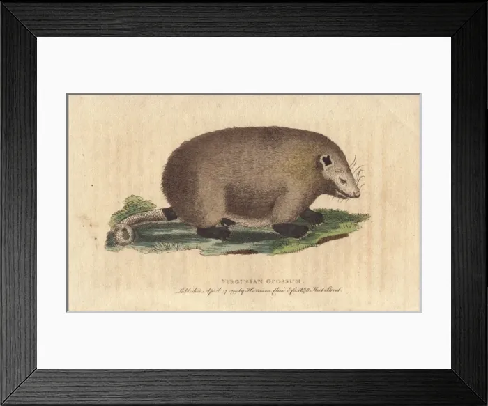 Framed Print : Virginian opossum, Didelphis virginiana Framed Print : Virginian opossum, Didelphis virginiana