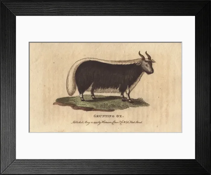 Framed Print : Grunting ox or yak, Bos grunniens Framed Print : Grunting ox or yak, Bos grunniens