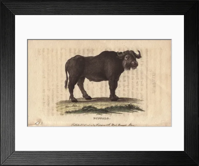 Framed Print : Buffalo, Bos bubalus Framed Print : Buffalo, Bos bubalus