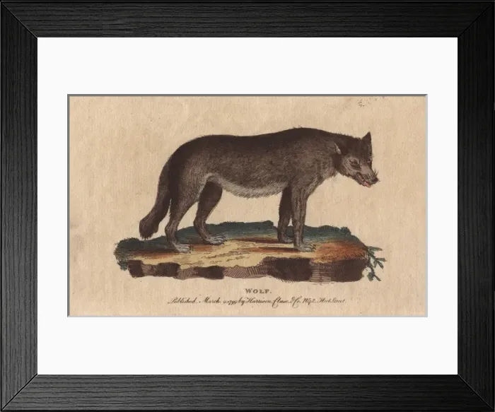 Framed Print : Wolf, Canis lupus Framed Print : Wolf, Canis lupus