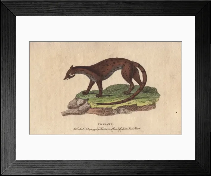 Framed Print : Fossane, Viverra fossa Framed Print : Fossane, Viverra fossa