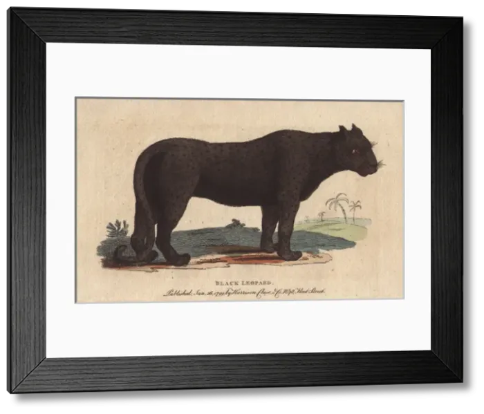 Framed Print : Black leopard or black jaguar, Panthera pardus Framed Print : Black leopard or black jaguar, Panthera pardus