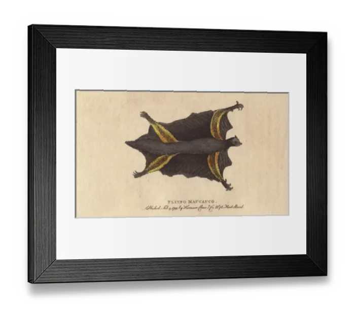 Framed Print : Flying maucauco or Philippine flying lemur Framed Print : Flying maucauco or Philippine flying lemur