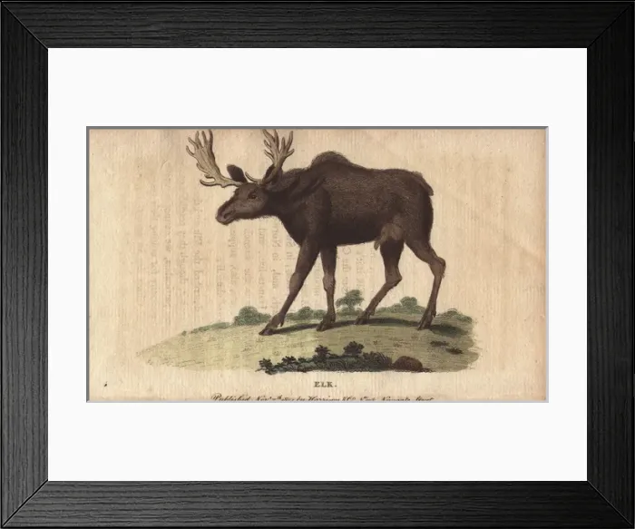Framed Print : Elk or wapiti, Cervus canadensis Framed Print : Elk or wapiti, Cervus canadensis