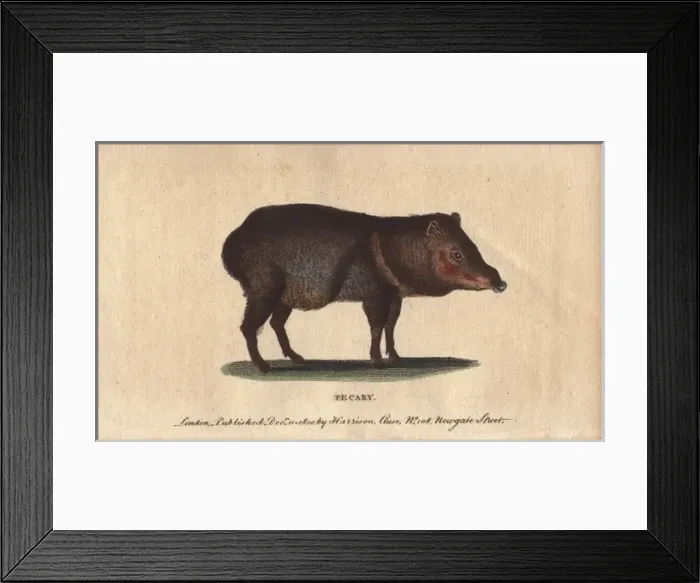 Framed Print : Pecary or collared peccary, Tayassu tajacu Framed Print : Pecary or collared peccary, Tayassu tajacu