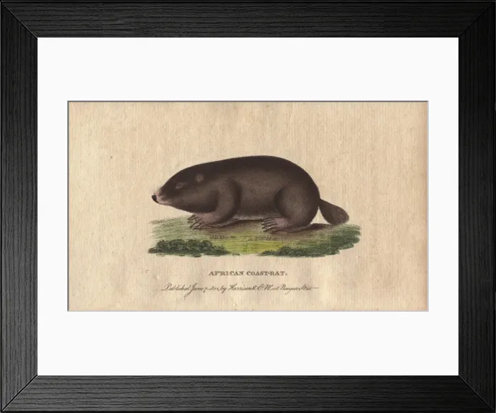 Framed Print : African coast rat or Cape mole rat, Georychus capensis Framed Print : African coast rat or Cape mole rat, Georychus capensis
