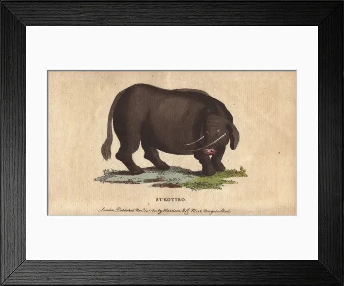 Framed Print : Sukotyro, mythical creature Framed Print : Sukotyro, mythical creature