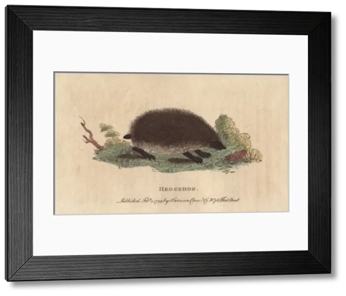 Framed Print : Hedgehog, Erinaceus europaeus Framed Print : Hedgehog, Erinaceus europaeus