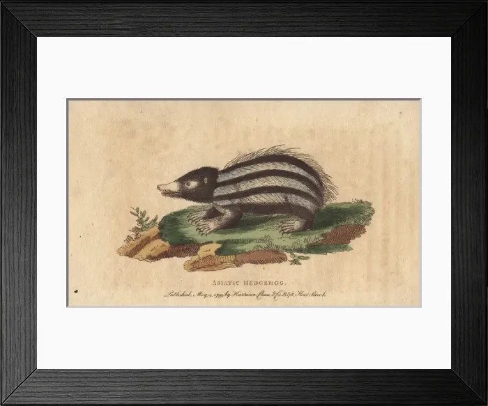 Framed Print : Asiatic hedgehog, tanrec or tailless tendrac Framed Print : Asiatic hedgehog, tanrec or tailless tendrac