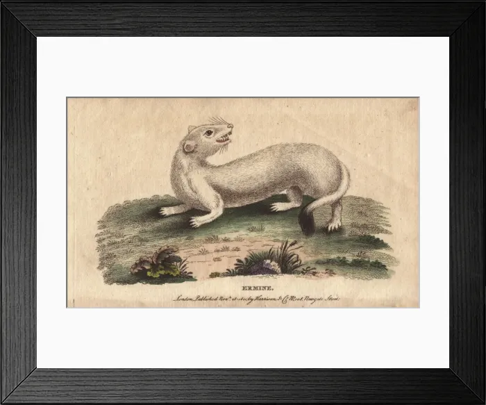 Framed Print : Ermine, Mustela erminea Framed Print : Ermine, Mustela erminea