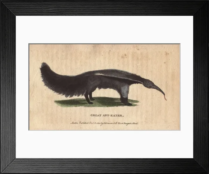Framed Print : Great ant eater or ant bear, Myrmecophaga tridactyla Framed Print : Great ant eater or ant bear, Myrmecophaga tridactyla