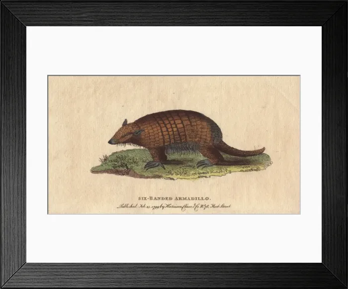 Framed Print : Six-banded or yellow armadillo, Euphractus sexcinctus Framed Print : Six-banded or yellow armadillo, Euphractus sexcinctus