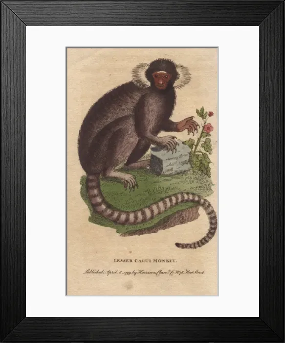 Framed Print : Lesser cagui monkey, sagui or marmoset, Callithrix jacchus Framed Print : Lesser cagui monkey, sagui or marmoset, Callithrix jacchus