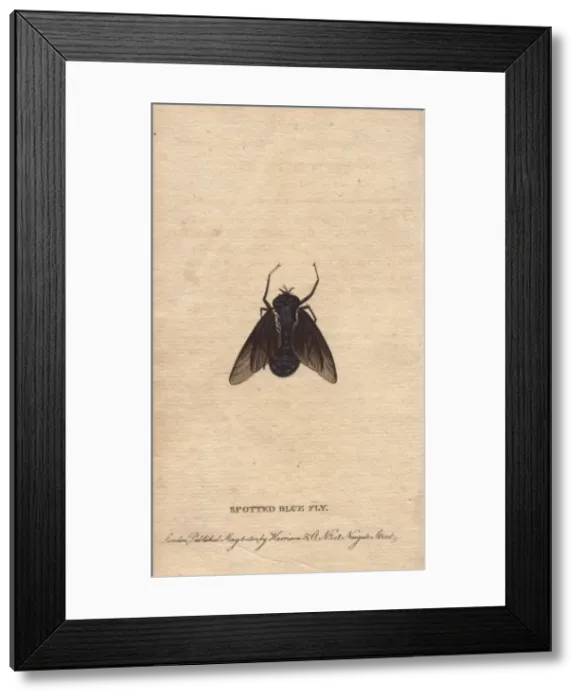 Framed Print : Spotted blue fly of New South Wales, Rutilia species Framed Print : Spotted blue fly of New South Wales, Rutilia species