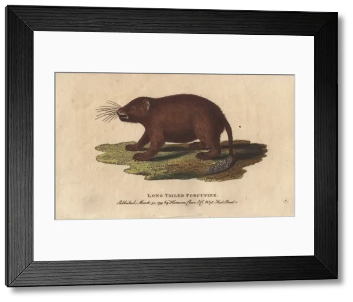 Framed Print : Long tailed porcupine, Trichys fasciculata Framed Print : Long tailed porcupine, Trichys fasciculata