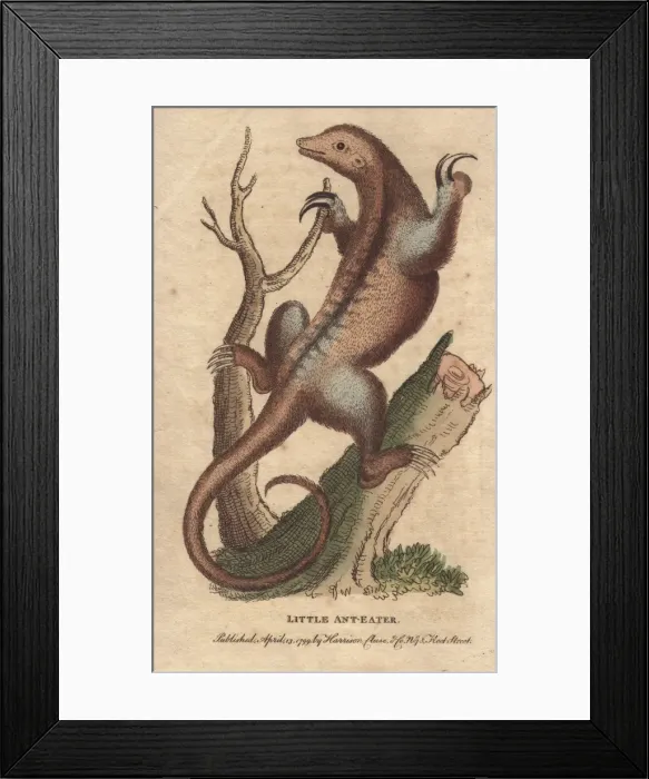 Framed Print : Little anteater or silky anteater, Cyclopes didactylus Framed Print : Little anteater or silky anteater, Cyclopes didactylus