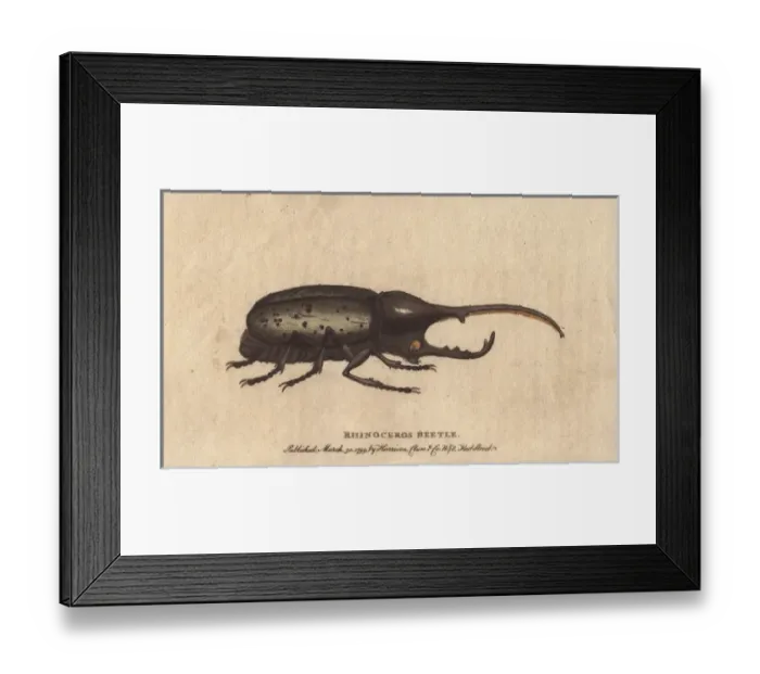 Framed Print : Rhinoceros beetle brought from the island of Framed Print : Rhinoceros beetle brought from the island of