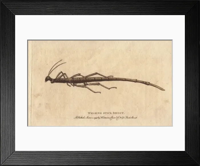 Framed Print : Walking stick insect from the Cape of Good Framed Print : Walking stick insect from the Cape of Good