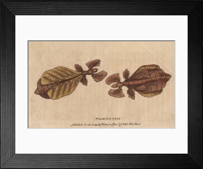 Framed Print : Walking leaf insect, Phyllium siccifolium Framed Print : Walking leaf insect, Phyllium siccifolium