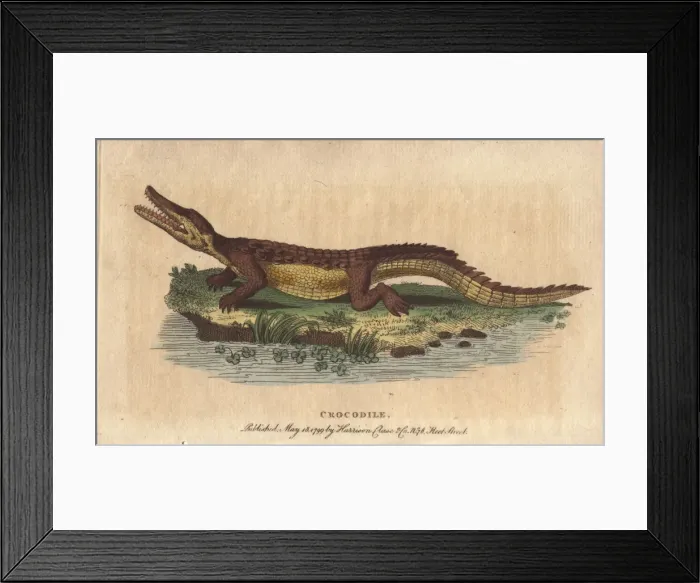 Framed Print : Crocodile, Crocodylus niloticus Framed Print : Crocodile, Crocodylus niloticus