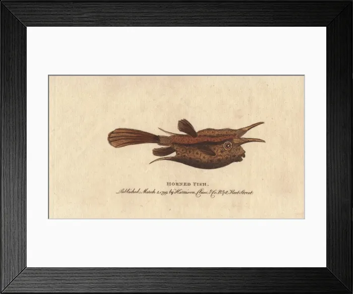 Framed Print : Horned fish or longhorn cowfish, Lactoria cornuta Framed Print : Horned fish or longhorn cowfish, Lactoria cornuta
