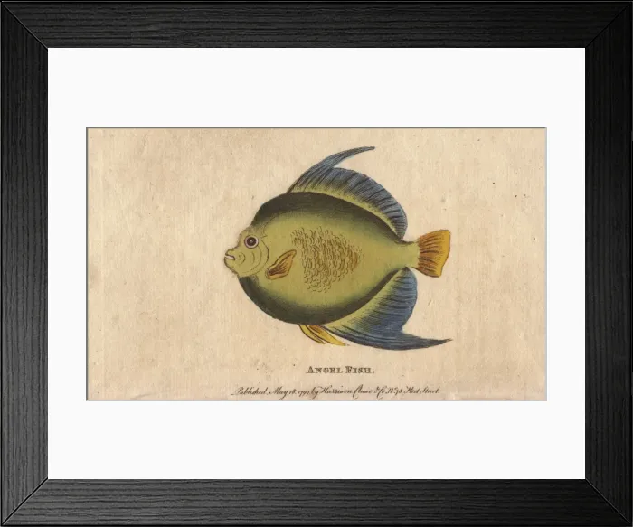 Framed Print : Angel fish or monk fish, Pomacanthidae Framed Print : Angel fish or monk fish, Pomacanthidae