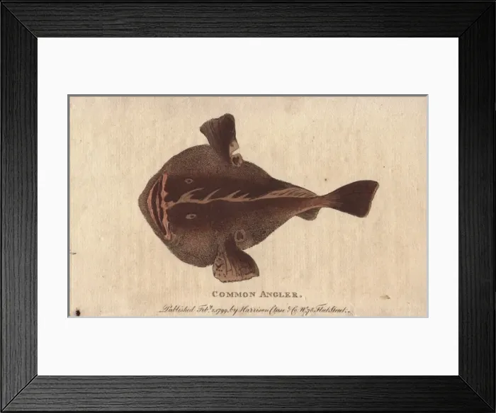 Framed Print : Common angler fish, Lophius piscatorius Framed Print : Common angler fish, Lophius piscatorius