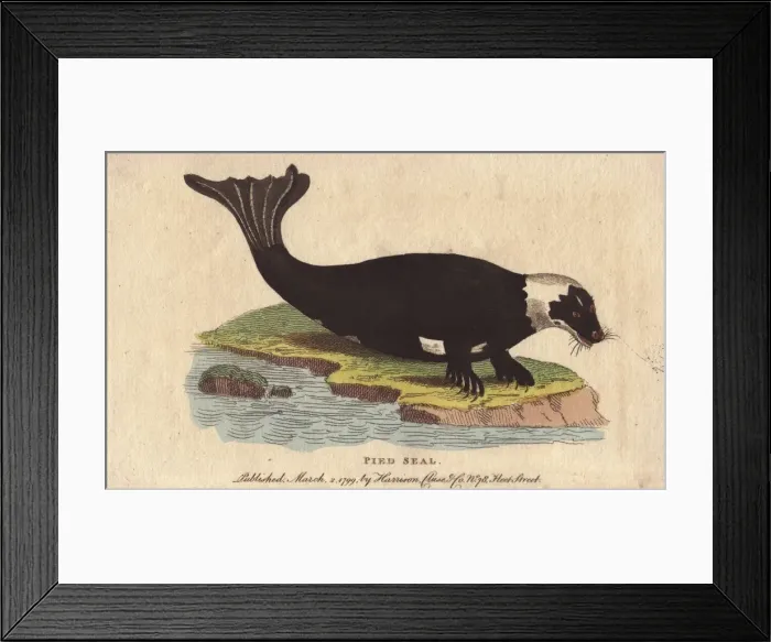Framed Print : Pied seal or harbor seal, Phoca bicolor Framed Print : Pied seal or harbor seal, Phoca bicolor