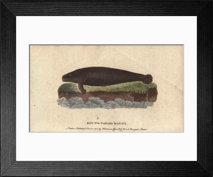 Framed Print : Round-tailed manati or manatee, Trichechus manati Framed Print : Round-tailed manati or manatee, Trichechus manati