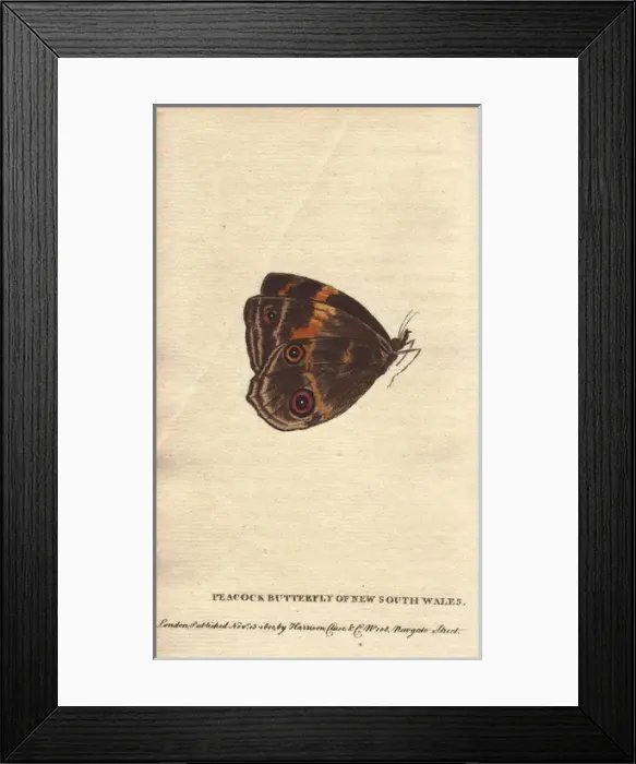 Framed Print : Peacock butterfly of New South Wales, Junonia almana Framed Print : Peacock butterfly of New South Wales, Junonia almana