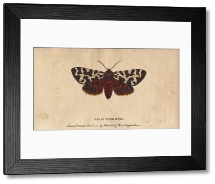 Framed Print : Great or garden tiger moth, Arctia caja Framed Print : Great or garden tiger moth, Arctia caja