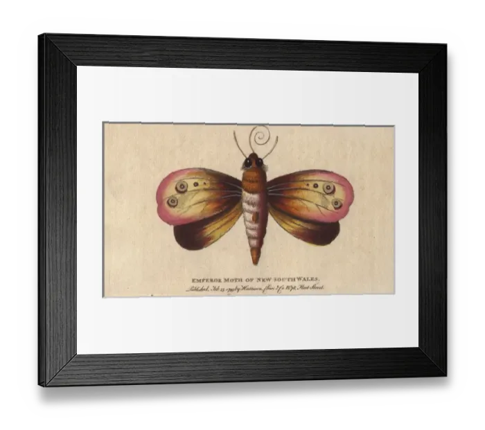 Framed Print : Emperor moth of New South Wales, Opodiphthera eucalypti