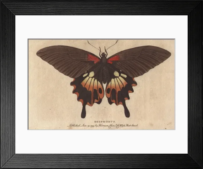 Framed Print : Great peacock moth, Saturnia pyri, a native of Africa Framed Print : Great peacock moth, Saturnia pyri, a native of Africa