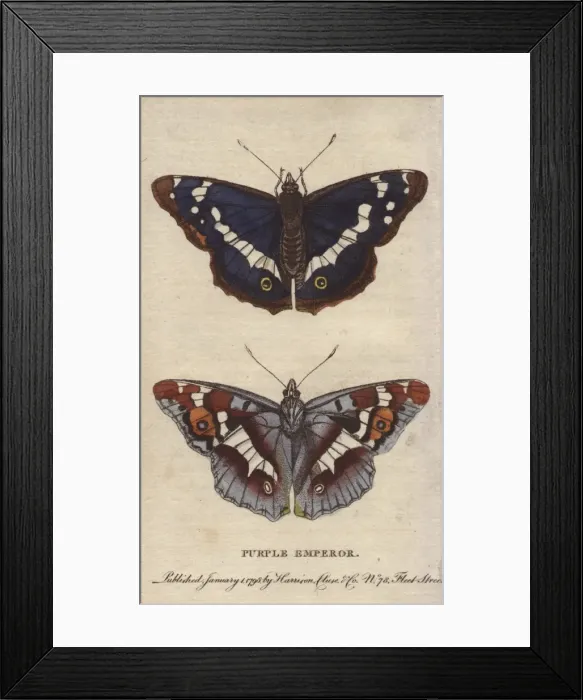 Framed Print : Purple emperor butterfly, Apatura iris Framed Print : Purple emperor butterfly, Apatura iris