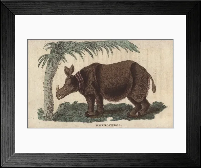 Framed Print : White or square-lipped rhinoceros, Ceratotherium simum Framed Print : White or square-lipped rhinoceros, Ceratotherium simum