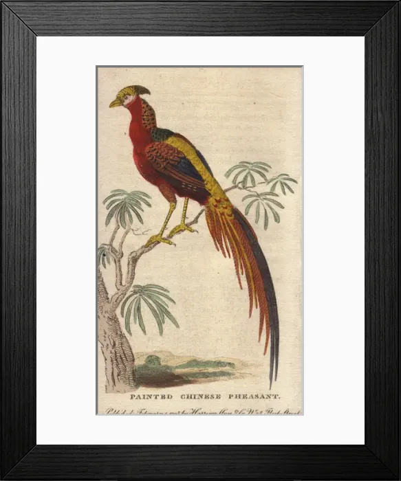 Framed Print : Painted Chinese pheasant, Chrysolophus pictus Framed Print : Painted Chinese pheasant, Chrysolophus pictus