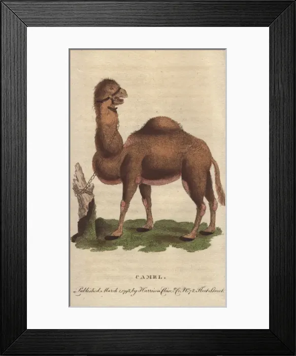 Framed Print : Dromedary camel, Camelus dromedarius Framed Print : Dromedary camel, Camelus dromedarius