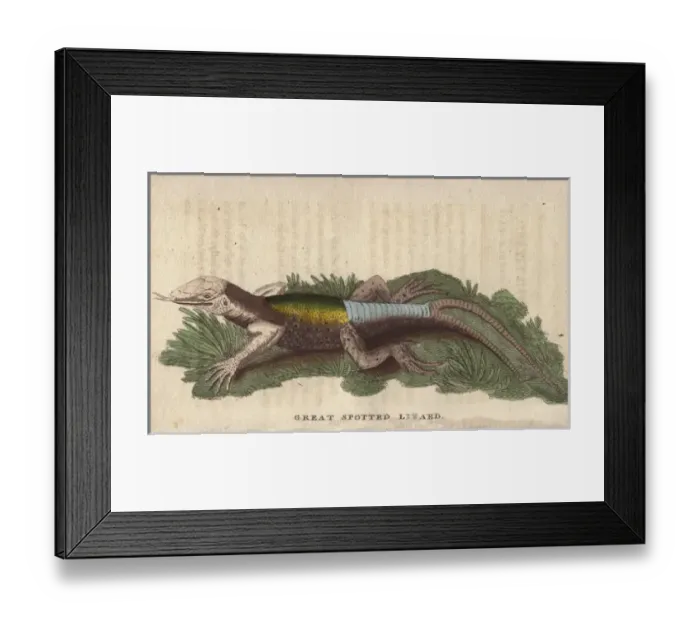 Framed Print : Great spotted lizard with a forked or double Framed Print : Great spotted lizard with a forked or double