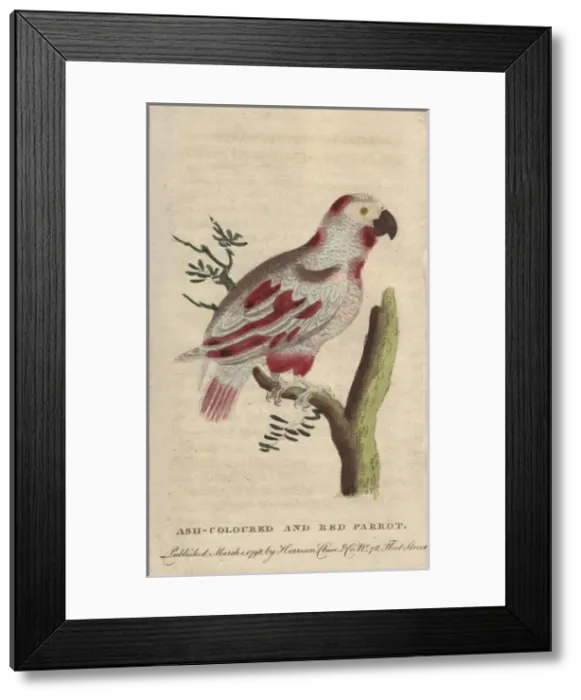Framed Print : Ash-colored and red parrot or African grey Framed Print : Ash-colored and red parrot or African grey
