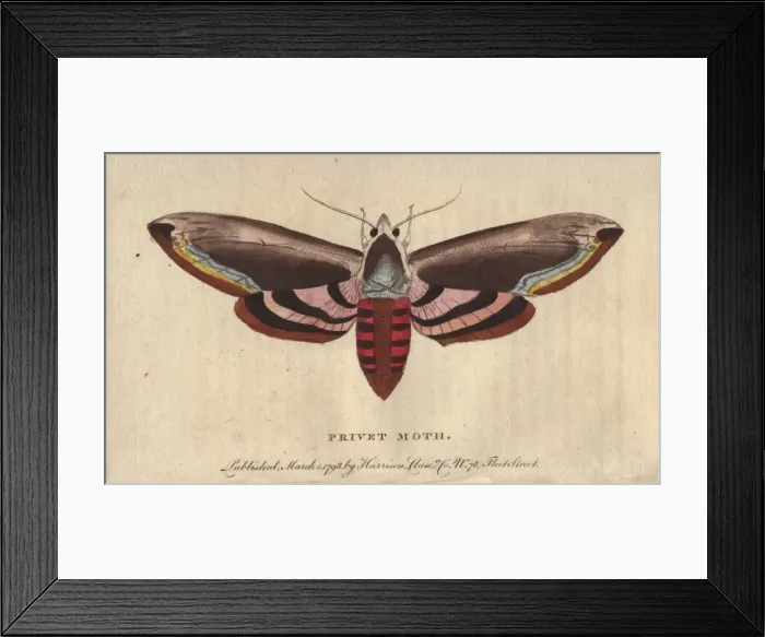 Framed Print : Privet hawk moth, Sphinx ligustri Framed Print : Privet hawk moth, Sphinx ligustri