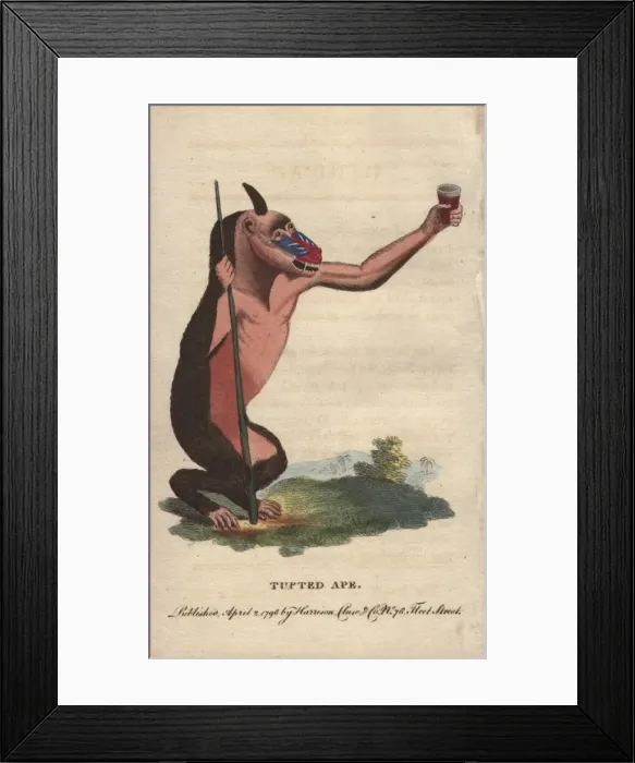 Framed Print : Tufted ape or mandrill, Mandrillus sphinx Framed Print : Tufted ape or mandrill, Mandrillus sphinx