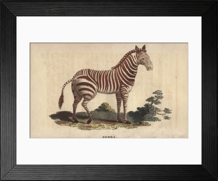 Framed Print : Zebra, Equus quagga Framed Print : Zebra, Equus quagga