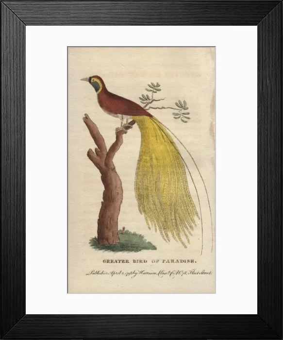Framed Print : Greater bird of paradise, Paridisaea apoda Framed Print : Greater bird of paradise, Paridisaea apoda