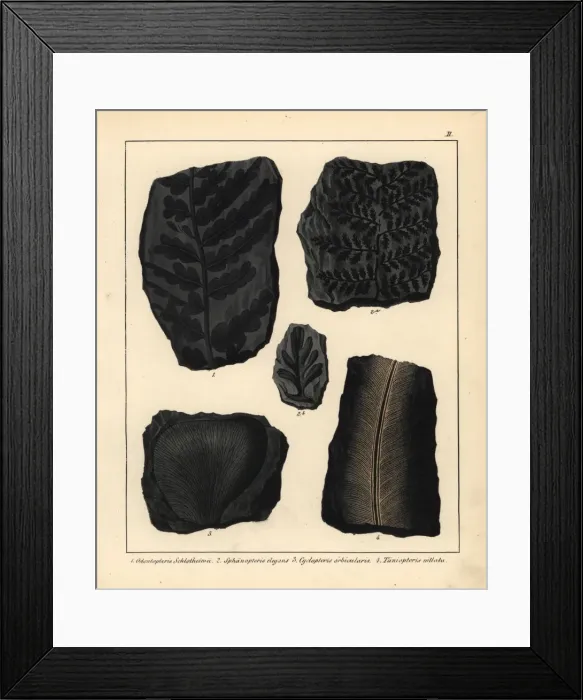 Framed Print : Fossils of ferns and plants