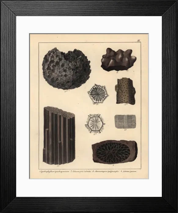 Framed Print : Extinct coral and sponge fossils Framed Print : Extinct coral and sponge fossils