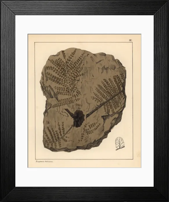 Framed Print : Fossil fern, Pecopteris Sulziana Framed Print : Fossil fern, Pecopteris Sulziana
