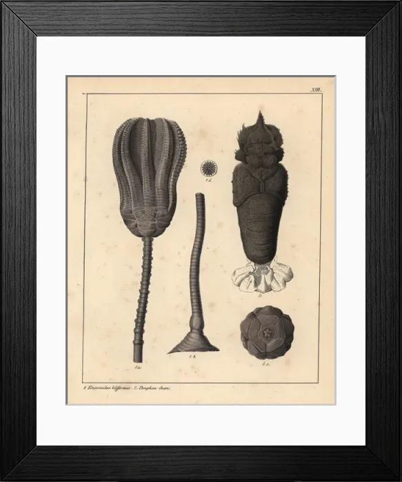 Framed Print : Lily encrinite, Encrinites liliformis Framed Print : Lily encrinite, Encrinites liliformis