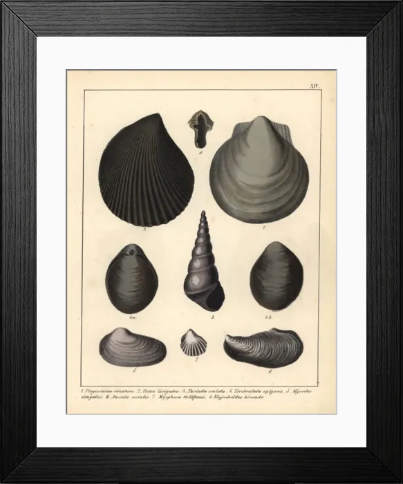 Framed Print : Fossils of extinct mollusks Framed Print : Fossils of extinct mollusks